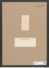 Diatomeae indet. Zeichnungen Sammlung Grunow Nr. 3320 (NHMW-BOT-W0370820)